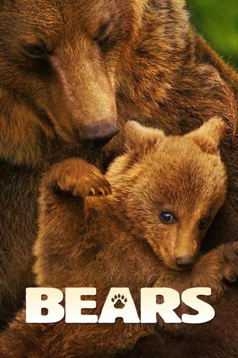 Bears 2013