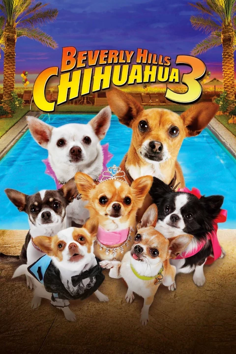 Những Chú Chó Chihuahua 3 2011